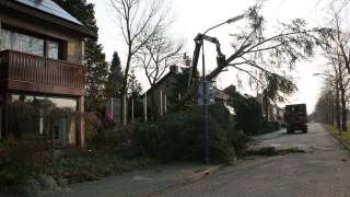 Verwijderen van bomen in Nijmgen